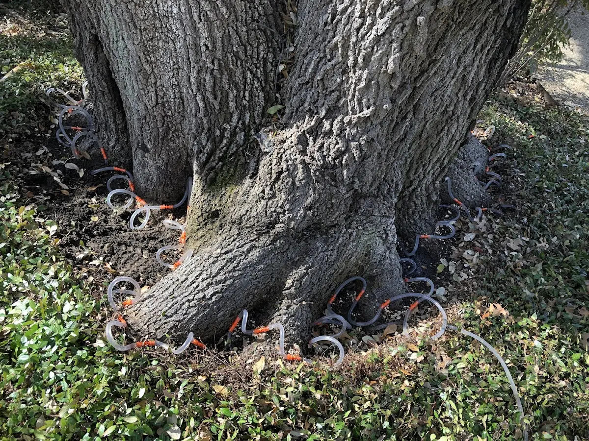 Detailed Tree Cabling and Bracing job site in Fitzwilliam